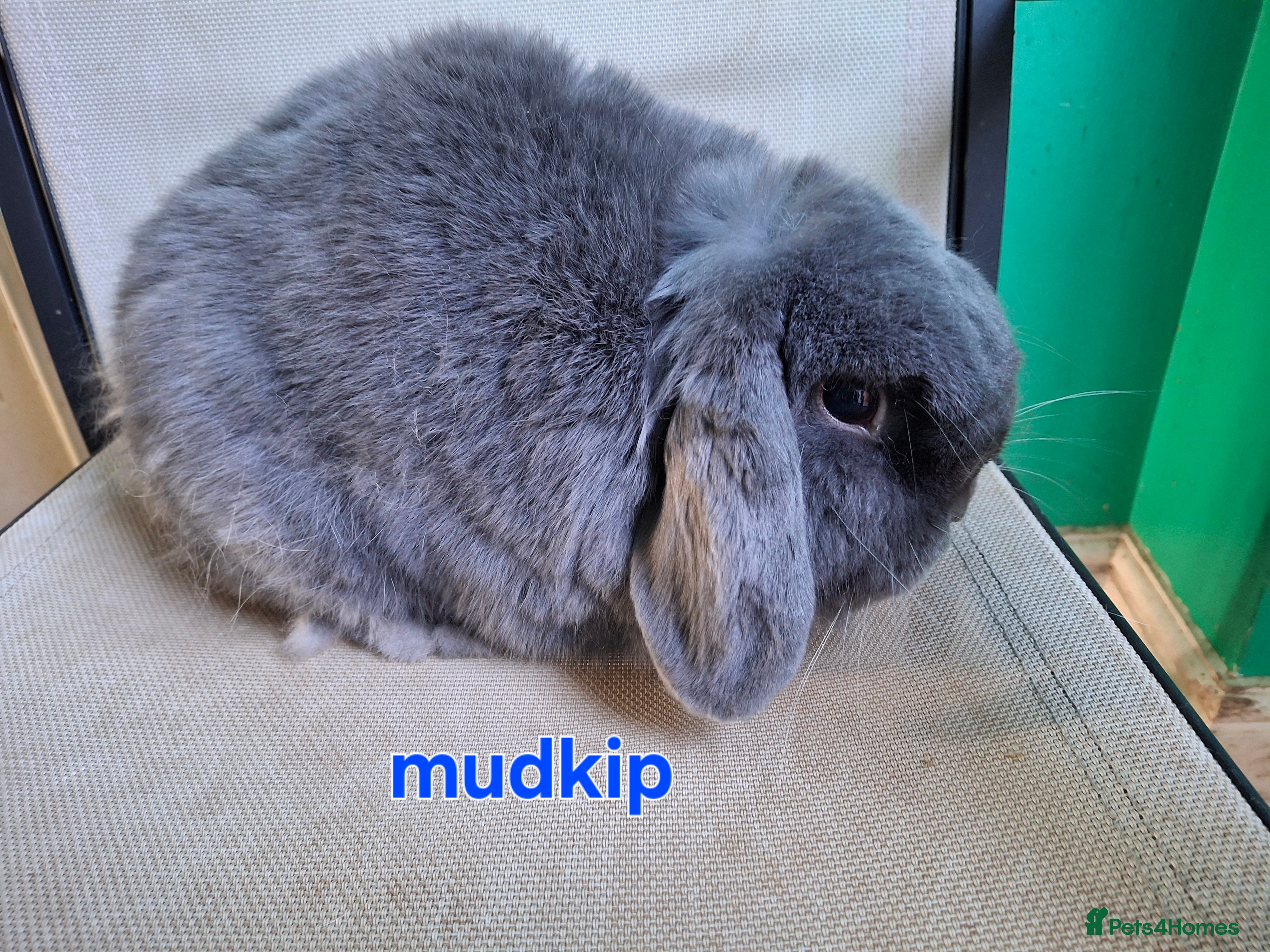 Mini Lion Lop rabbits 2 bucks mini lop and lion lop - Advert 4