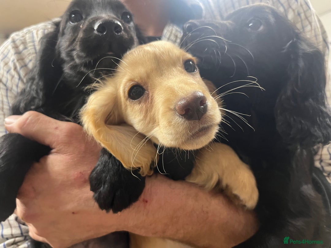 Sprocker dogs for sale: 3 Sprocker pups left!! - Advert 4