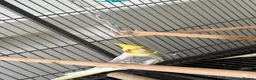 Parrots birds for sale: Cockatiel  - Advert 1