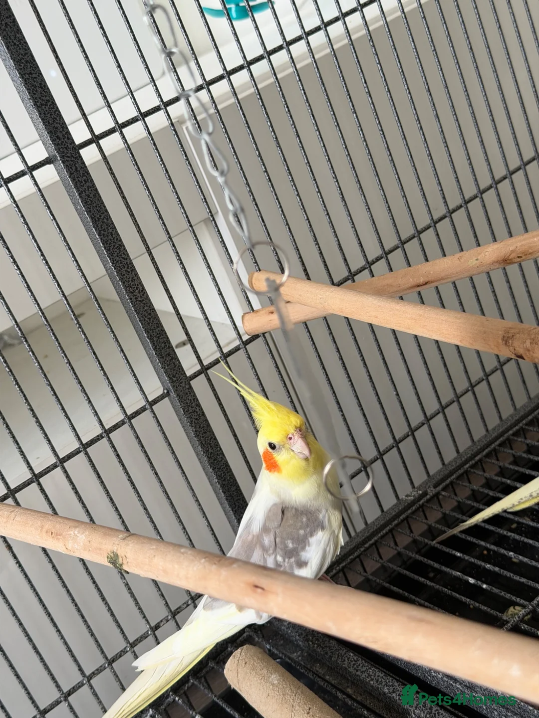 Parrots birds for sale: Cockatiel  - Advert 1