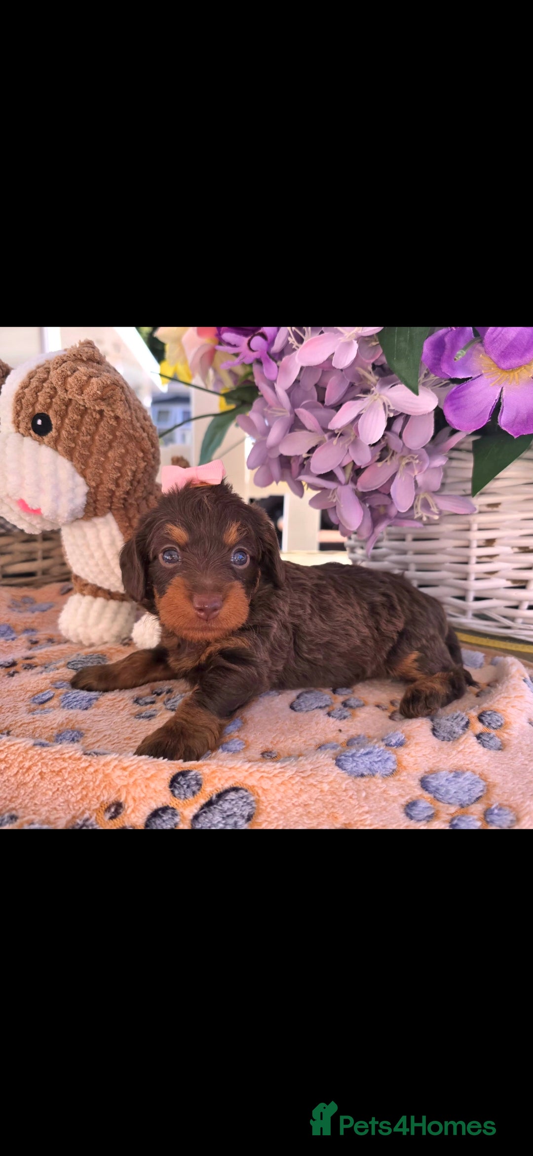 Doxiepoo dogs Stunning F1 doxipoo puppies  - Advert 1