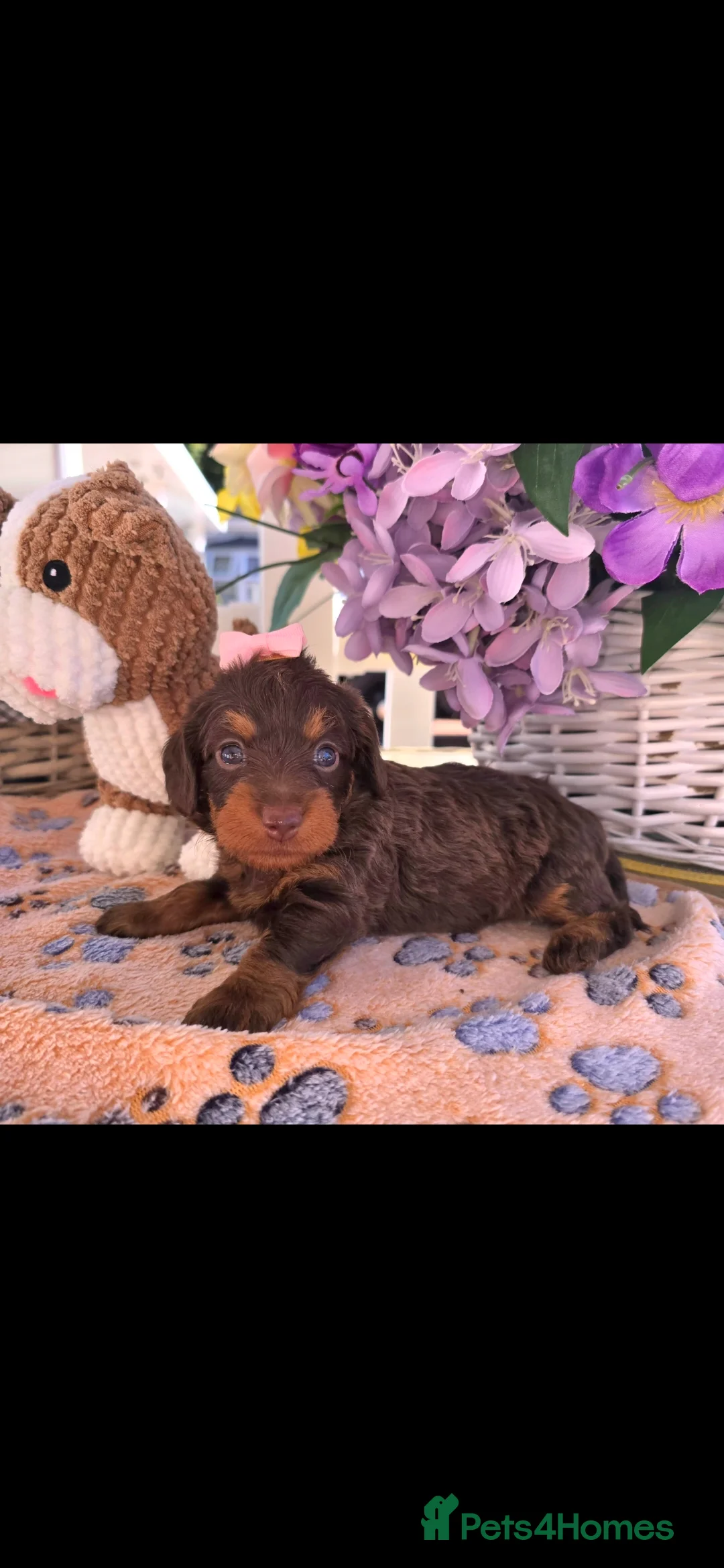 Doxiepoo dogs for sale: Stunning F1 doxipoo puppies  - Advert 1