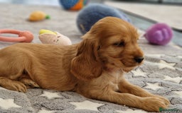 Cocker Spaniel dogs for sale: Pedigree Show Cocker Spaniel puppies.  - Image 5