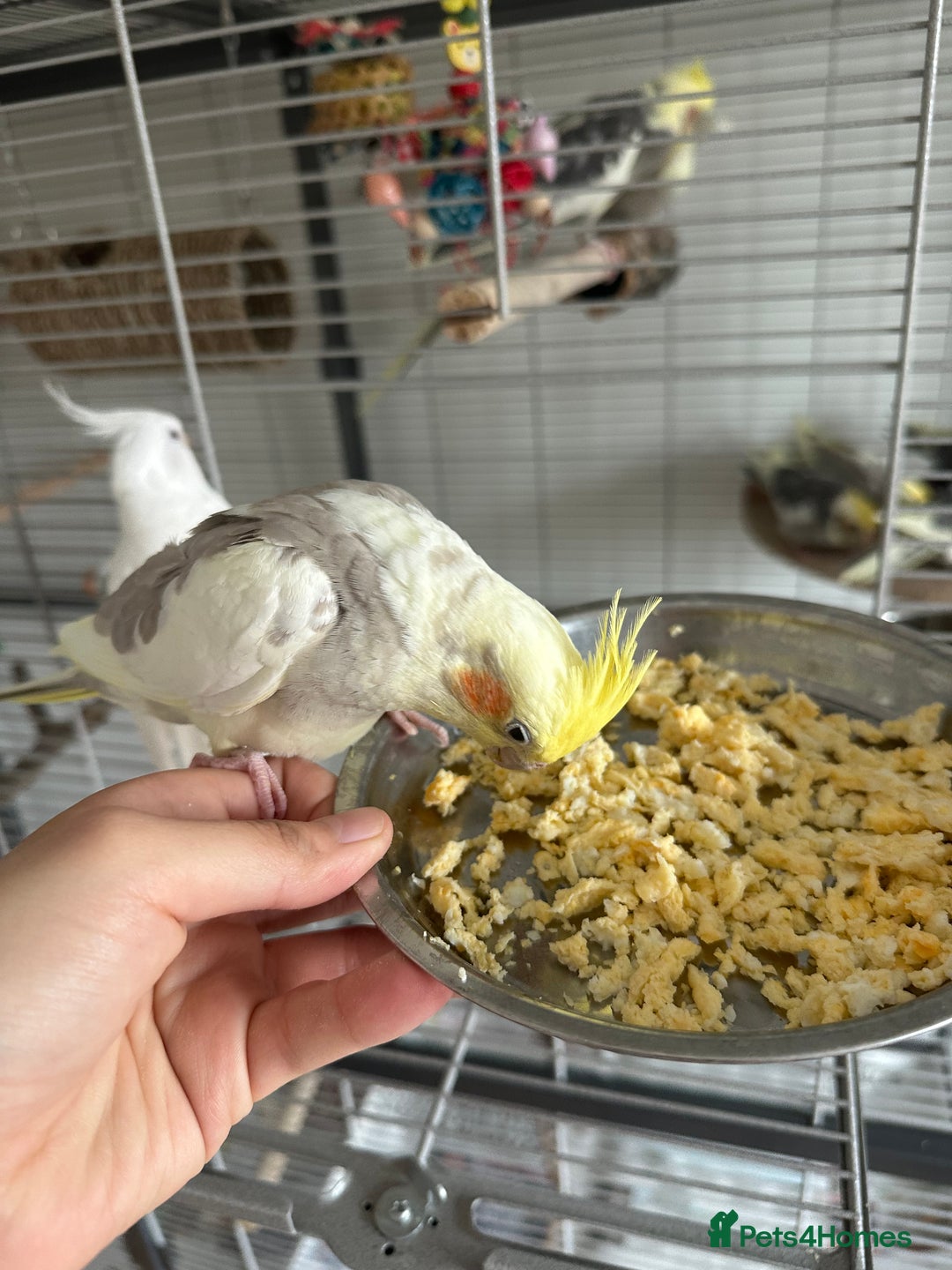 Cockatiels birds for sale: Cockatiel chicks  - Image 11