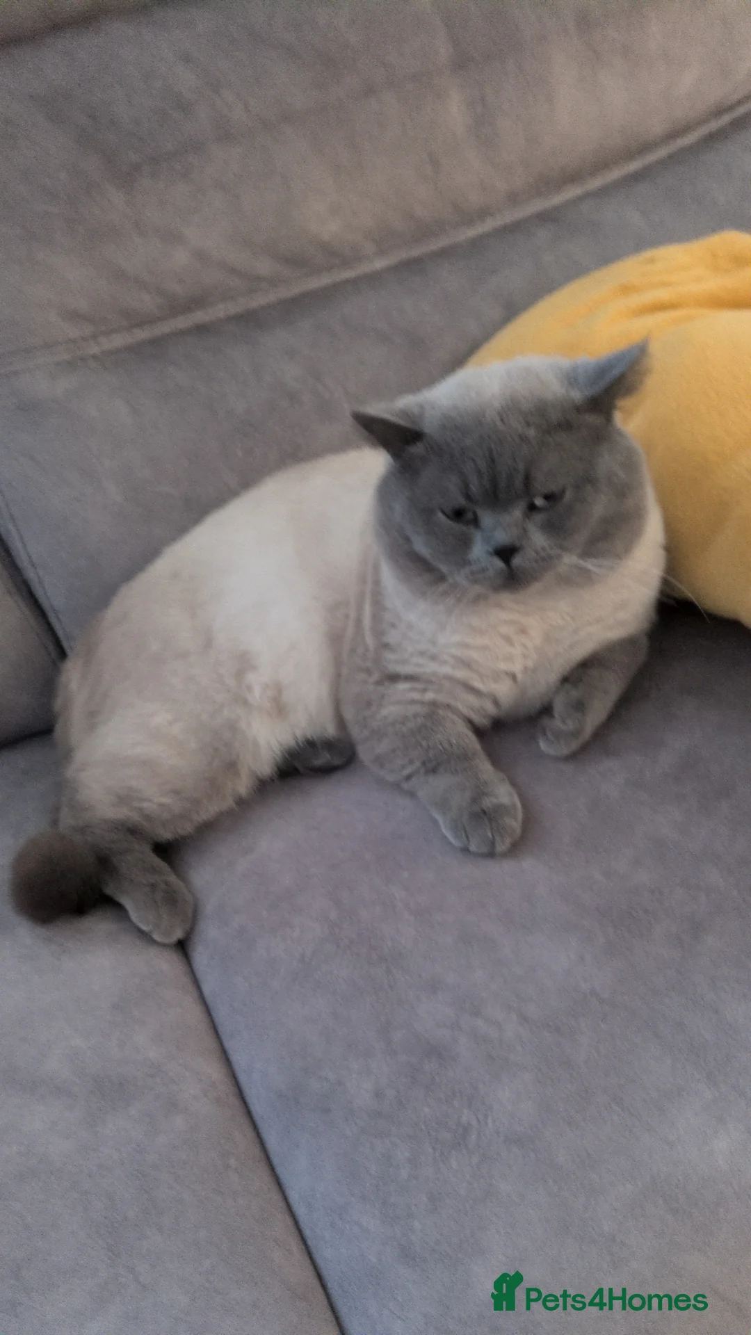 British Shorthair cats for sale: 3 years old Blue point  - Advert 2