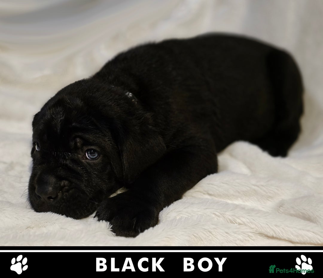 Cane Corso dogs for sale: ⭐️Cane Corso Pups⭐️Pure Championship Genes🏆 - Advert 5