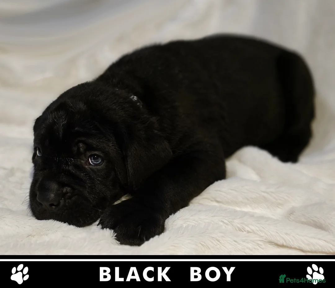 Cane Corso dogs for sale: ⭐️Cane Corso Pups⭐️Pure Championship Genes🏆 - Advert 5
