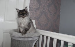 Maine Coon cats for stud: Amazing Russian Import For STUD in Sheffield - Image 7