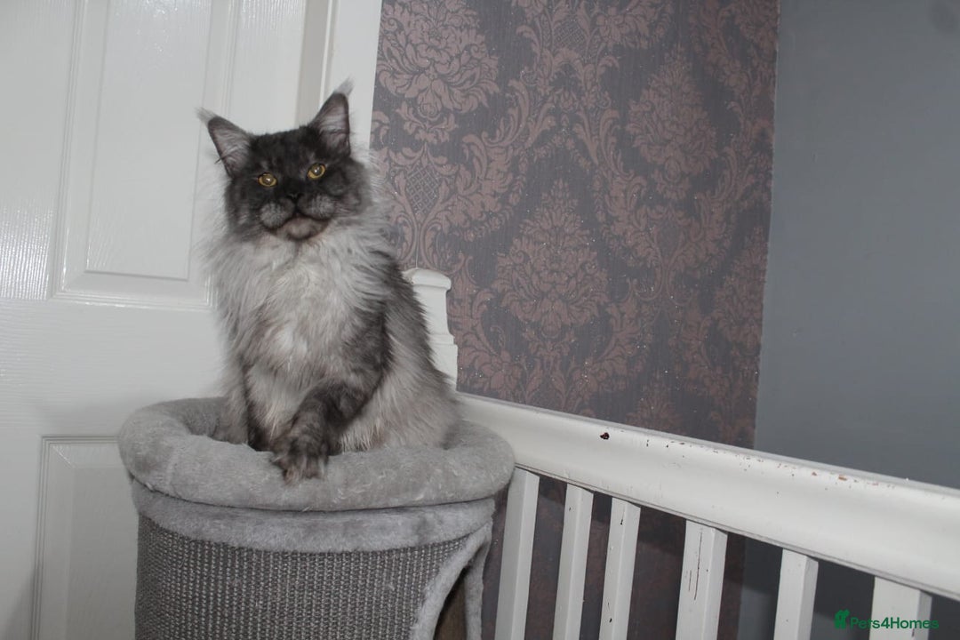Maine Coon cats for stud: Amazing Russian Import For STUD in Sheffield - Image 7