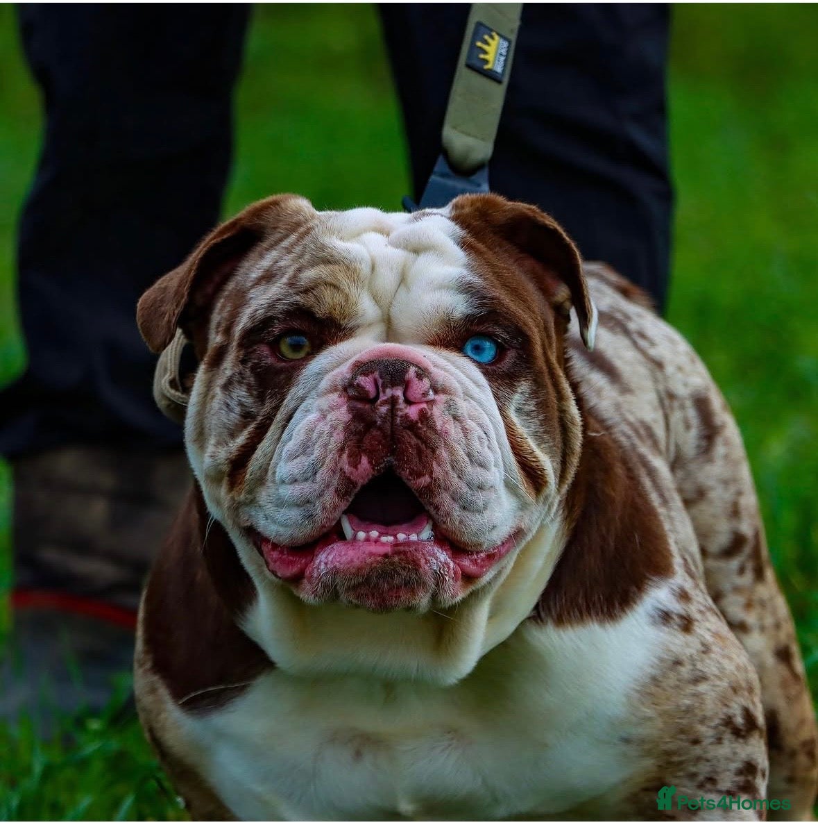 English Bulldog dogs for sale: ENGLISH BULLDOGS!  - Advert 2