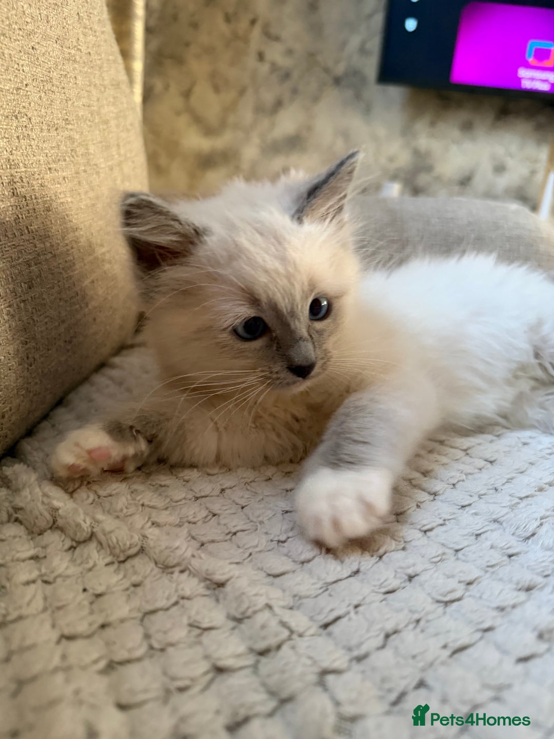 Ragdoll cats for sale: pure ragdoll - Advert 17