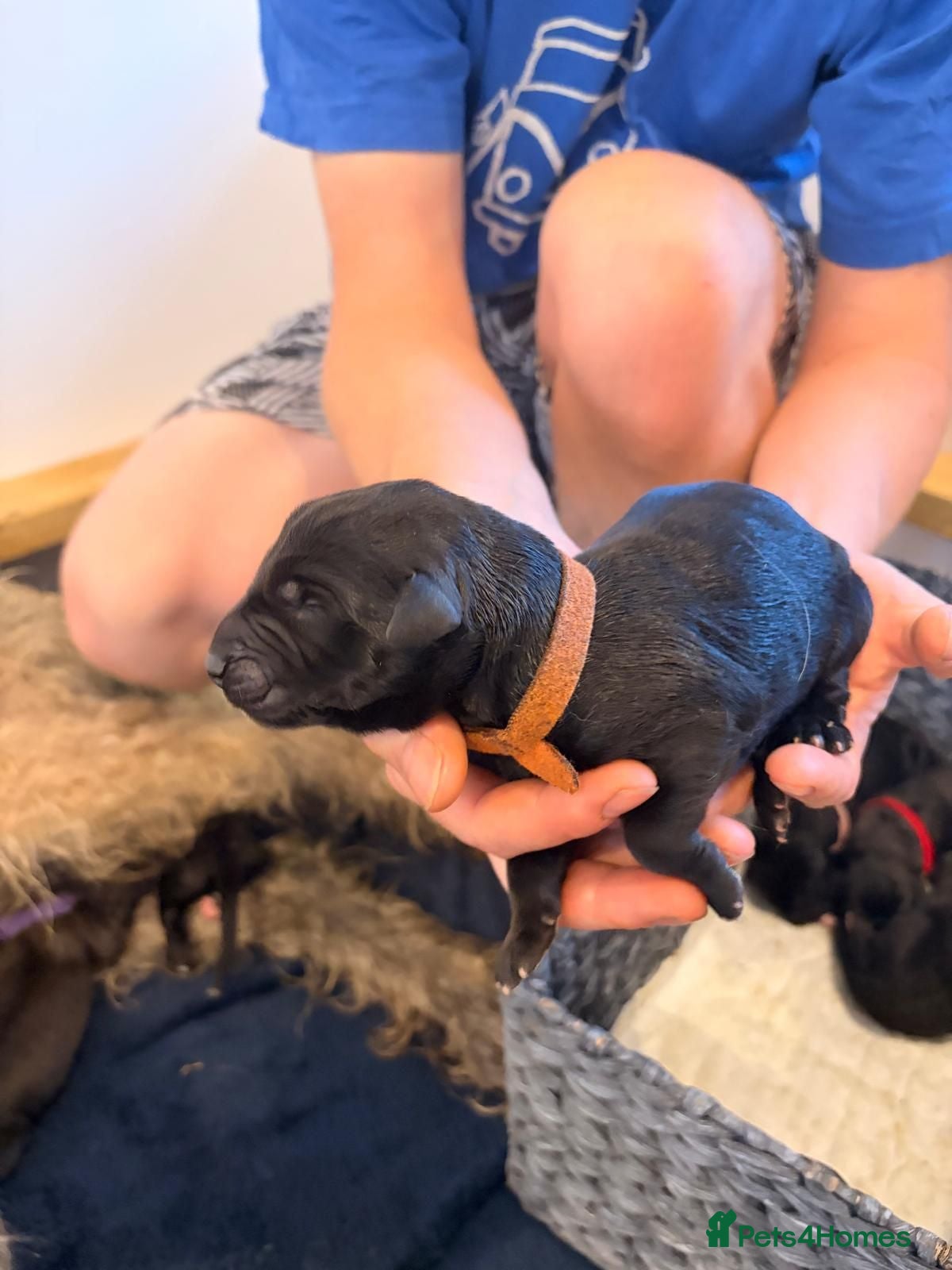Irish Wolfhound dogs Irish Wolfhound Puppies for Sale: 3 Female 5 Male  - Advert 2
