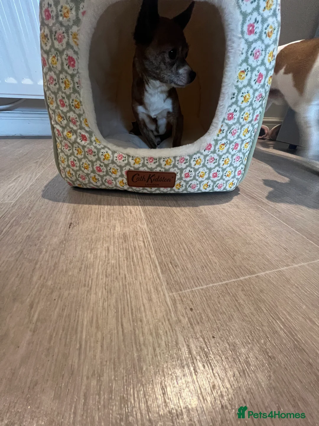 Chihuahua dogs for sale: Chihuahua  - Advert 3