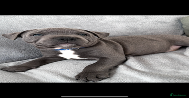 Staffordshire Bull Terrier dogs - Advert 15
