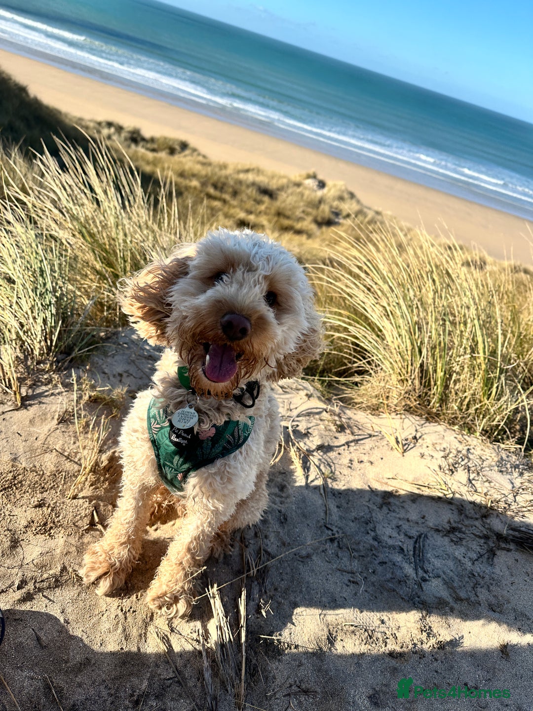 Cockapoo dogs for sale: 2 year old Cockapoo  - Image 3