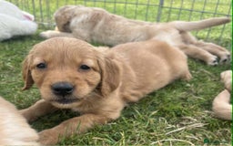 Golden Retriever dogs for sale: Beautiful KC Golden Retriever Puppies - Image 11