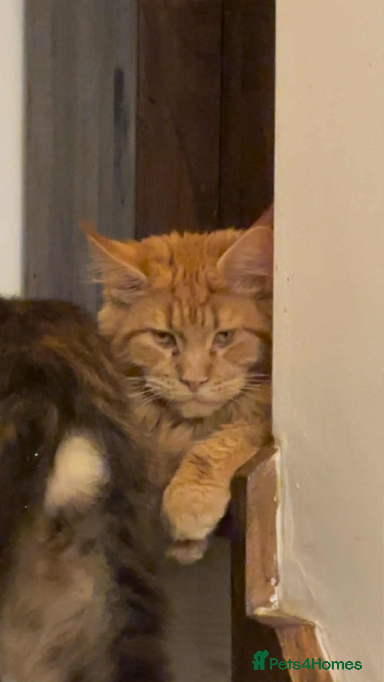 Maine Coon cats Maine coon cream xl - Advert 1