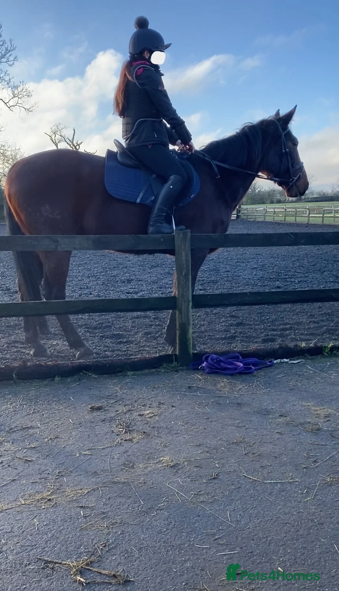 American Standardbred horses for sale: Brywin – 16.2hh 11yo American Standardbred gelding - Advert 1