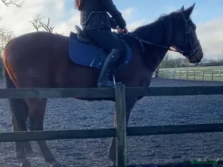 American Standardbred horses for sale: Brywin – 16.2hh 11yo American Standardbred gelding - Advert 1
