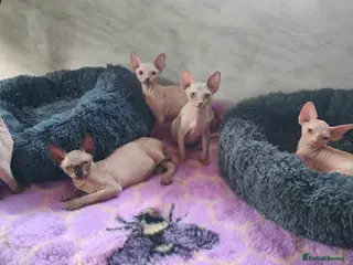 Sphynx cats Canadian Sphynx Tica registered,Blue eyes. - Advert 1