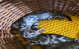 Bengal cats for sale: Bengal kittens for sale £350 - Image 3
