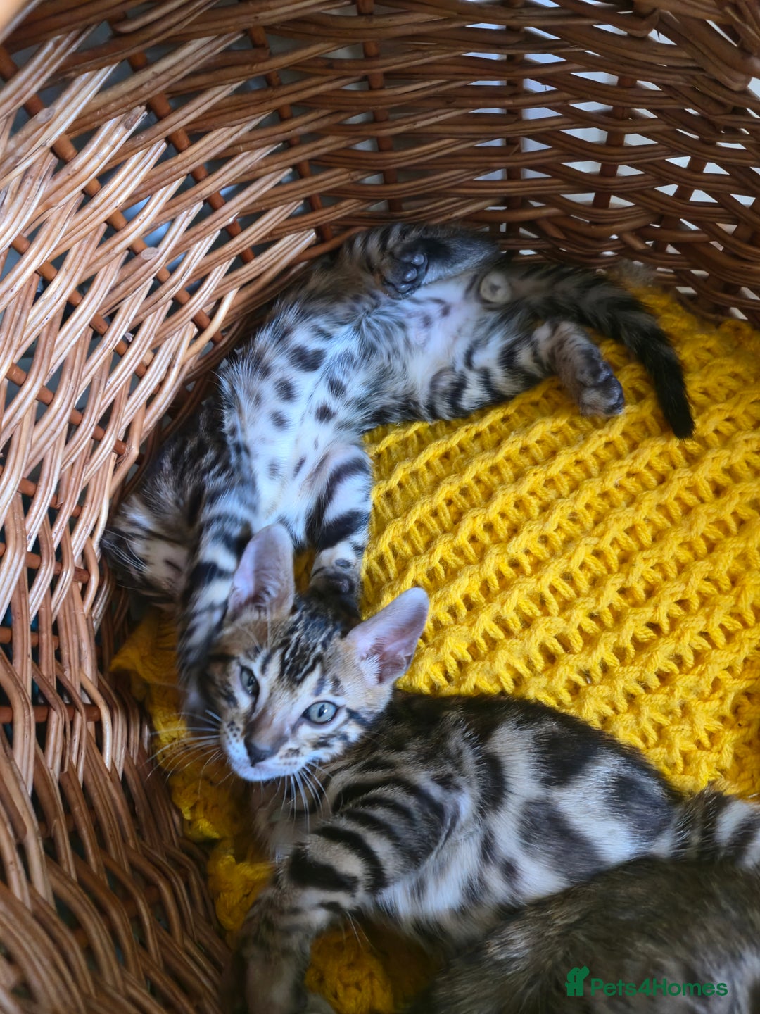 Bengal cats for sale: Bengal kittens for sale £350 - Image 3