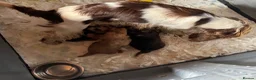 Cockapoo dogs for sale: cockapoo puppies  - Advert 1