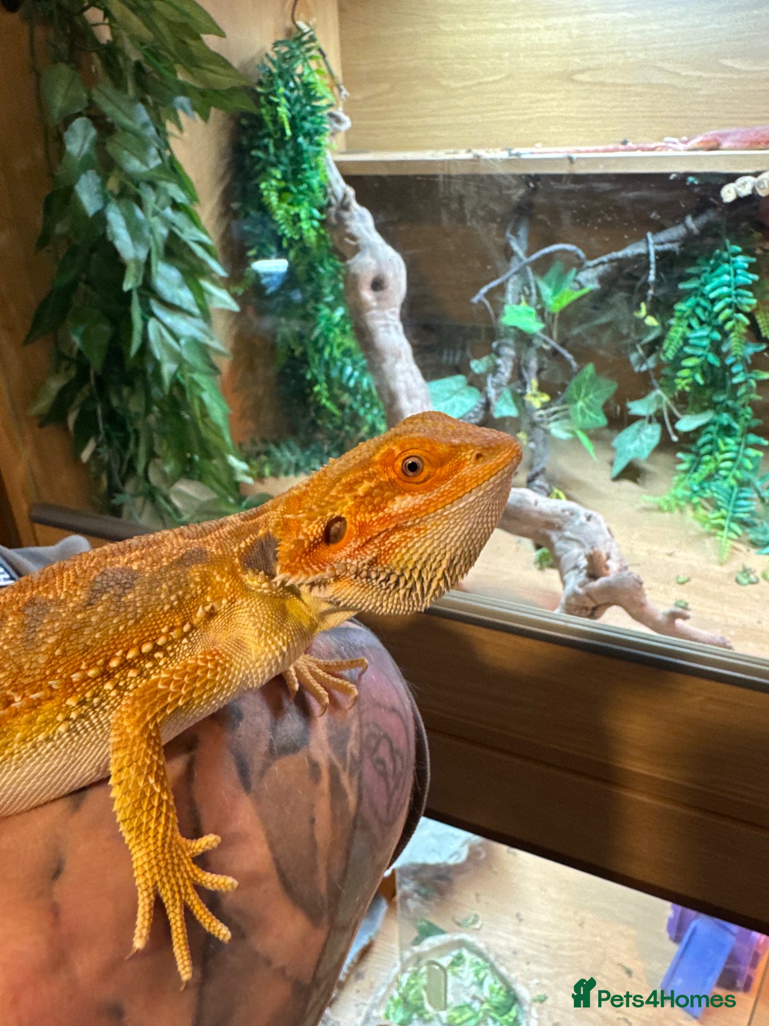 Bearded Dragon reptiles Bearded dragons & geckos  - Advert 18