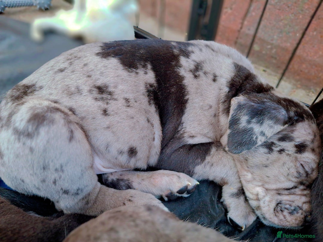 Mixed Breed dogs for sale: HARLEQUINN CANE CORSO X AMERICAN BULLDOGGE - Image 24