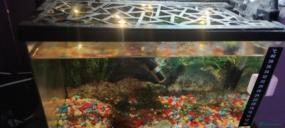 Live Bearers fish for sale: Guppies  - Image 2