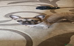 French Bulldog dogs for sale: Need loving home for our girl Millie - Image 2