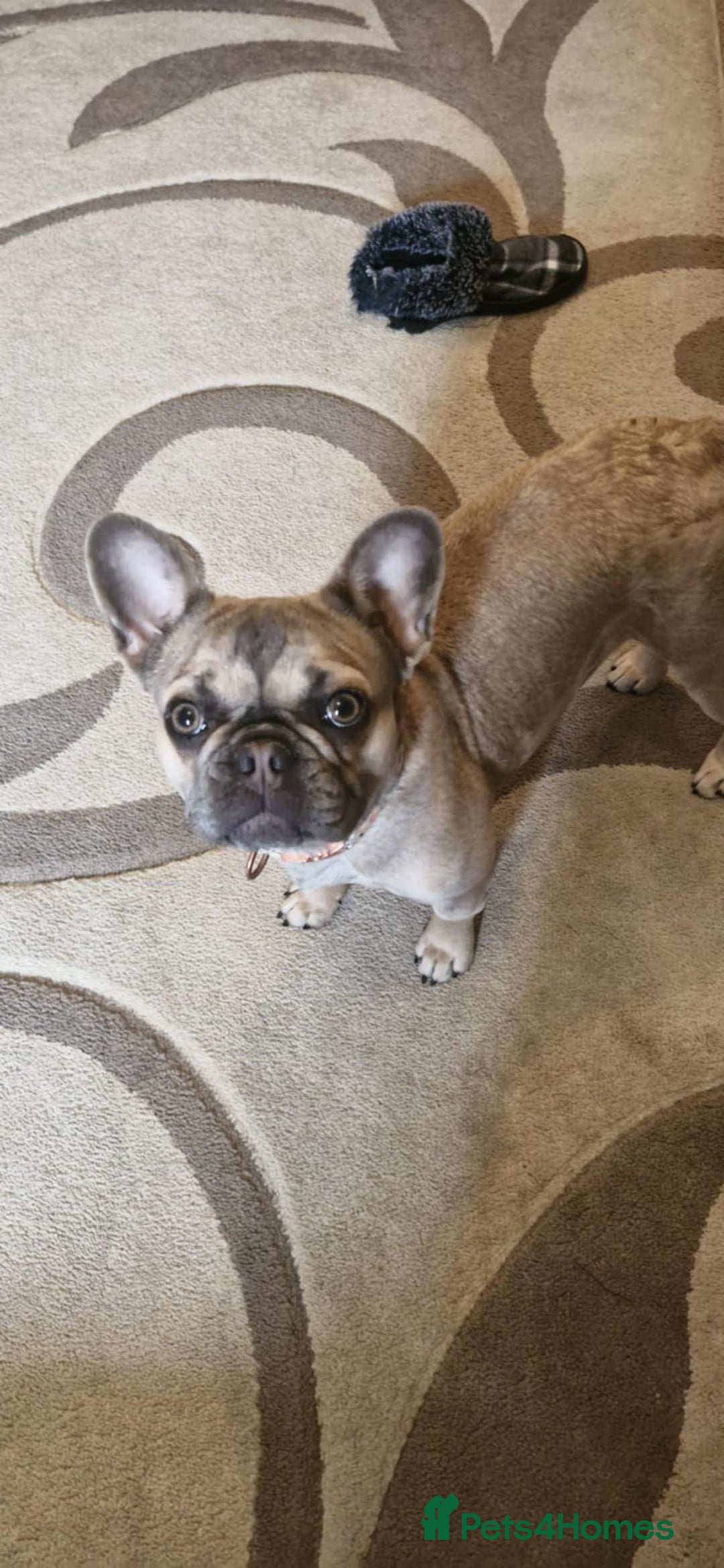 French Bulldog dogs for sale: Need loving home for our girl Millie - Image 2