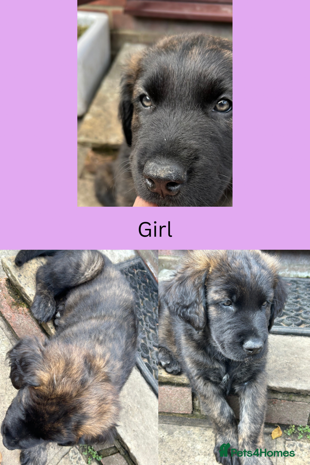Mixed Breed dogs for sale: 5 gorgeous puppies for sale.  - Image 3