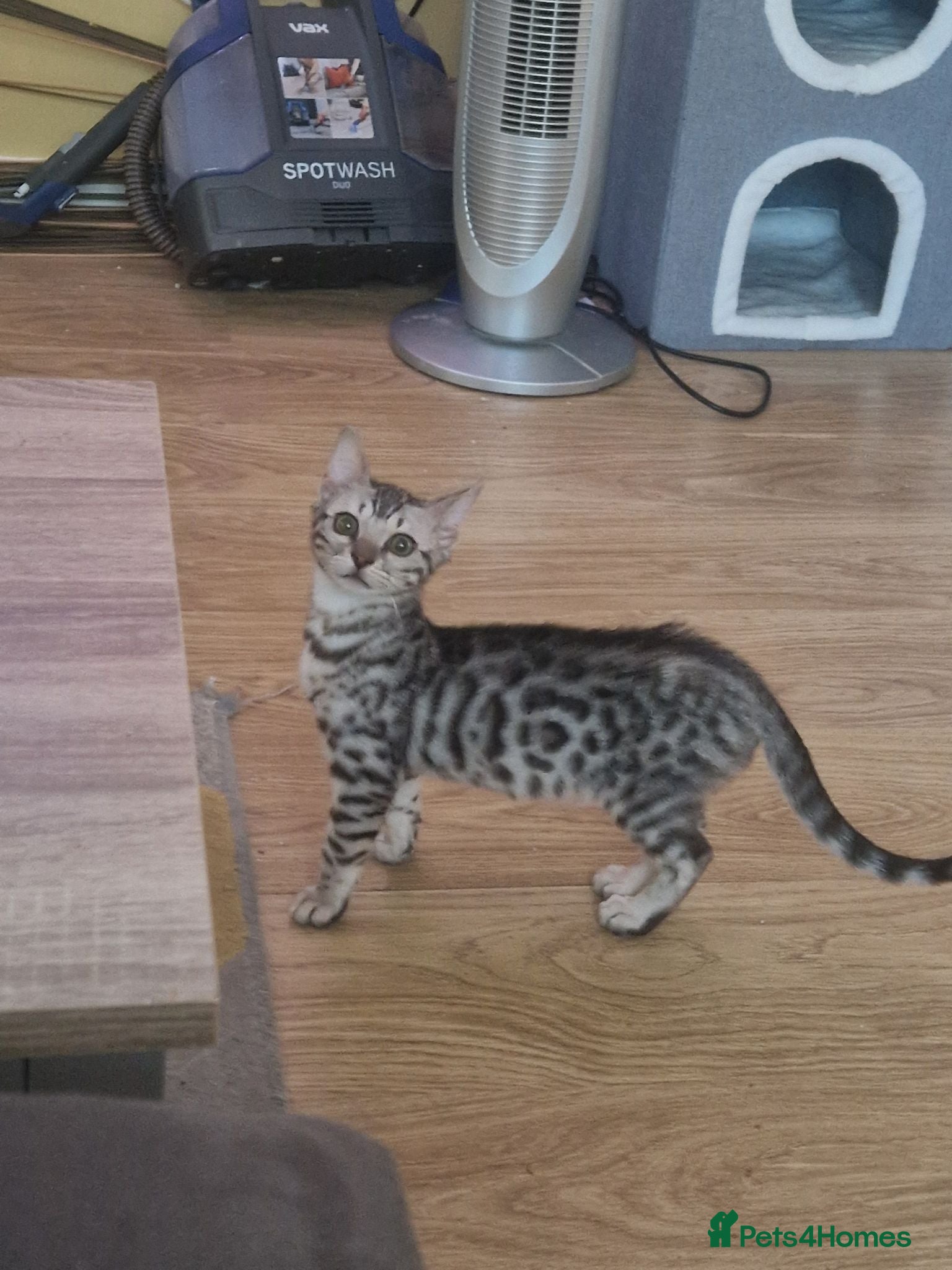 Bengal cats 1 boy Snow Bengal left - Advert 2