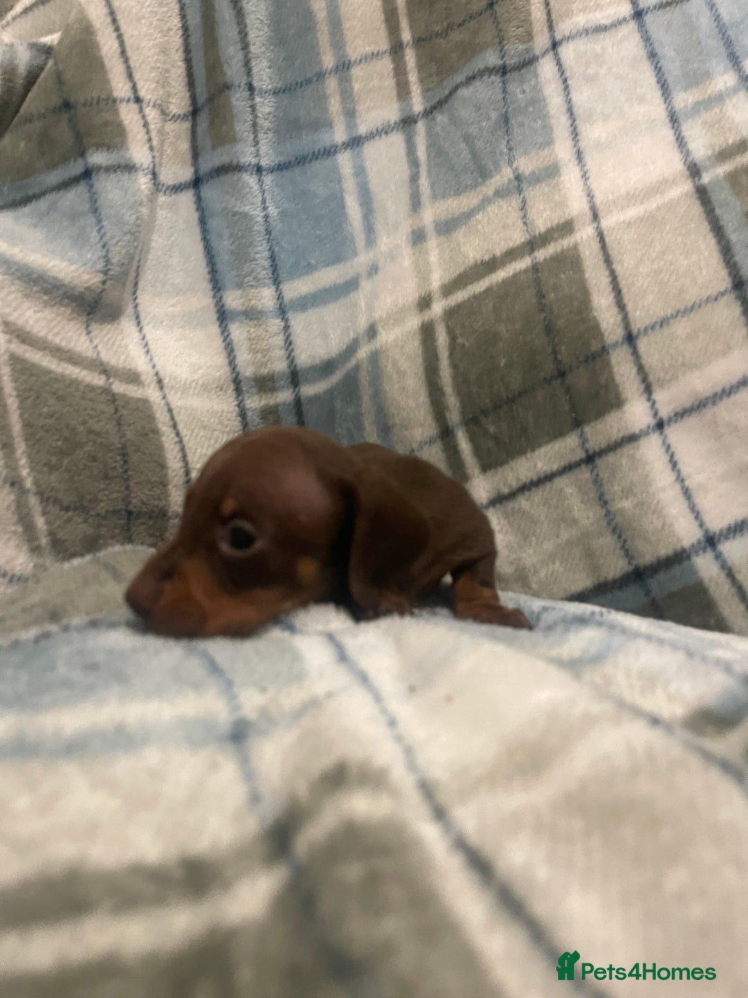 Miniature Dachshund dogs for sale: KC registered miniature dachshund For sale  - Image 6