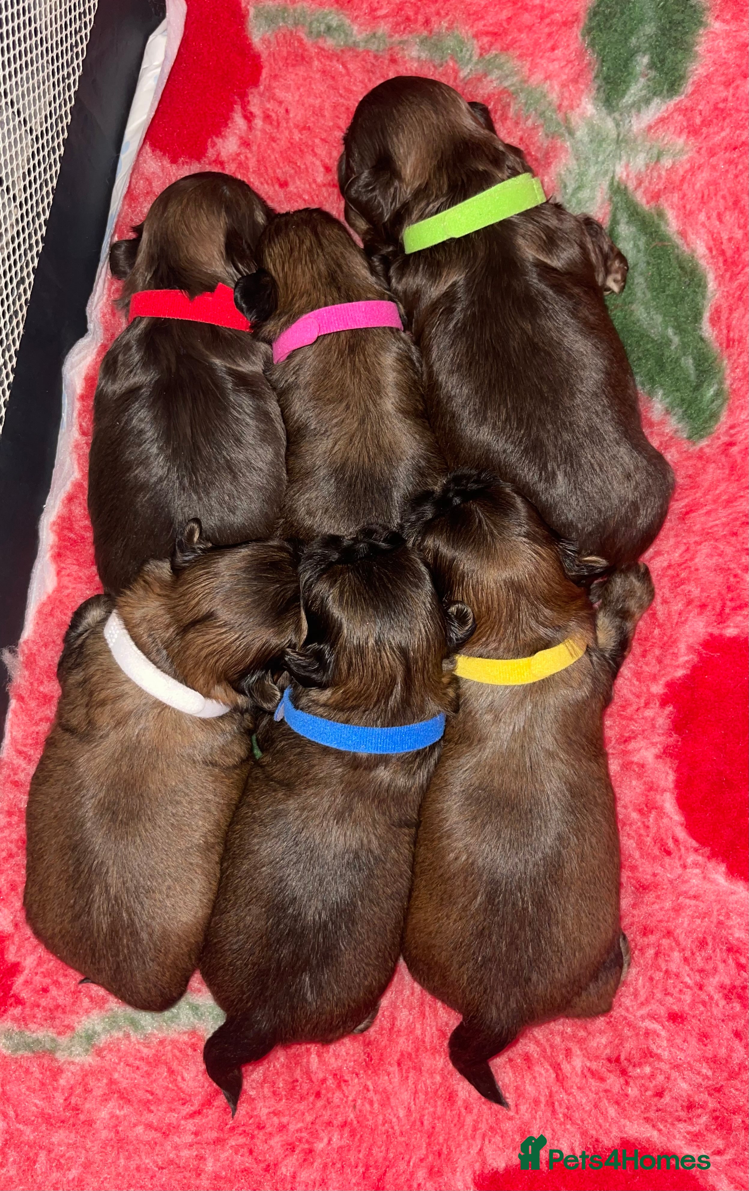 Shih Tzu dogs Shih Tzu Puppies - Advert 1