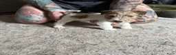 Fox Terrier dogs for sale: Pedigree Wire Haired Fox Terrier puppies for sale - Advert 14