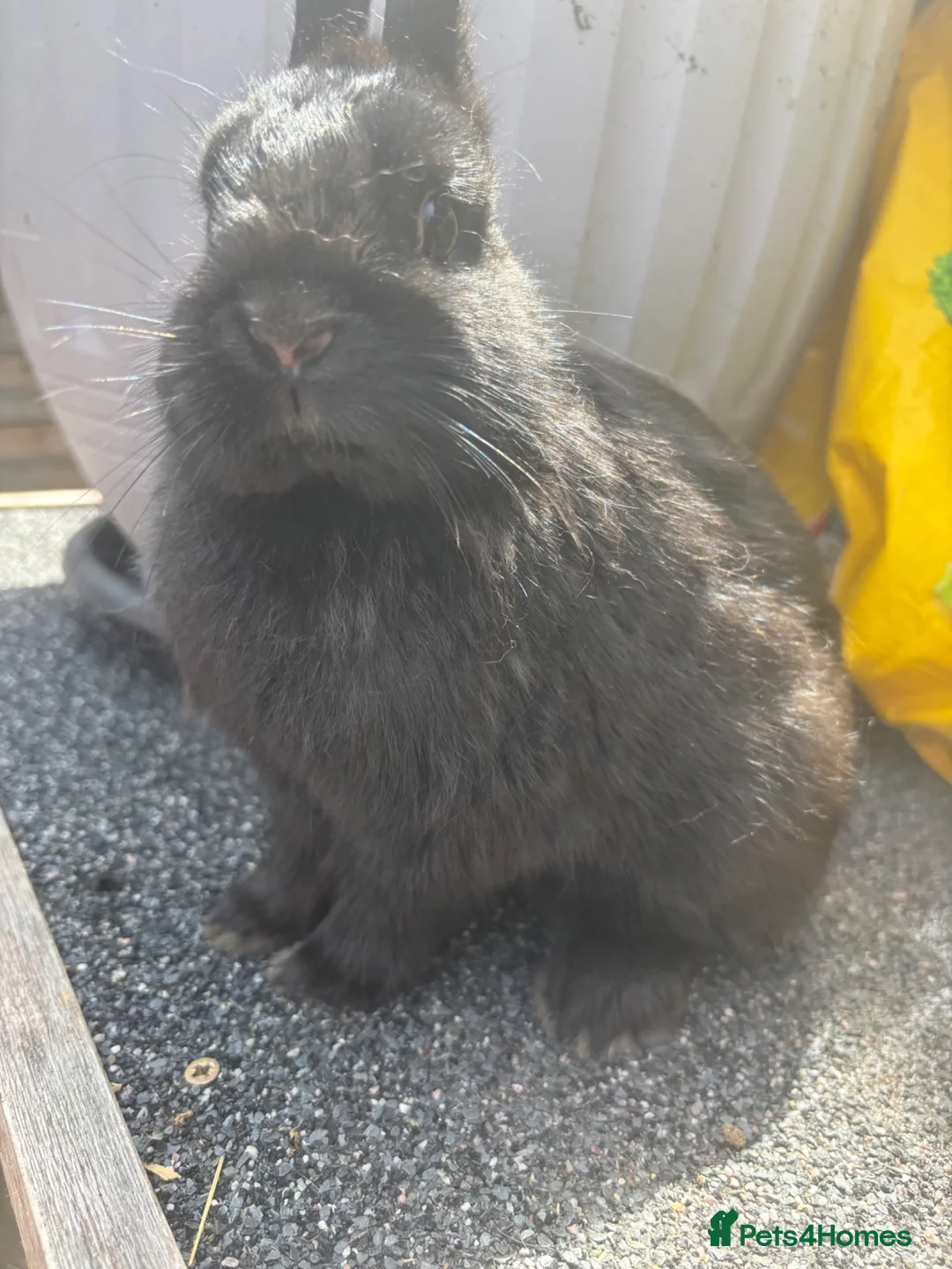 Netherland Dwarf rabbits for sale: Neverland rabbits  - Advert 2