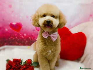 Toy Poodle dogs in Wigan - Advert 6