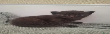 Black female