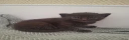 Mixed Breed cats for sale: 4 gorgeous kittens looking for their forever homes - Advert 2