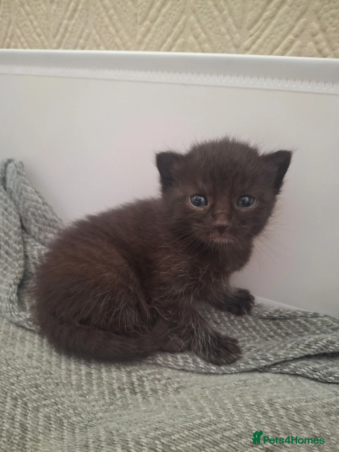 Mixed Breed cats for sale: 4 gorgeous kittens looking for their forever homes - Advert 2