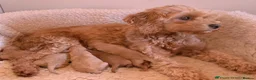 Cavapoo dogs for sale: F1B 2y.o. Female Cavapoo+Vetchecked+Health Tested. - Advert 2