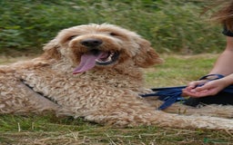Mixed Breed dogs for adoption: Dave is looking for home! in Waltham Abbey - Image 10