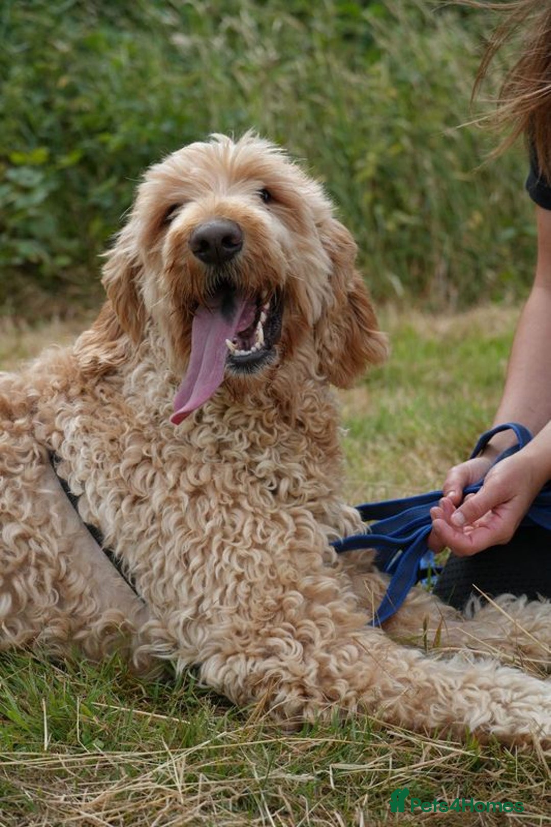 Mixed Breed dogs for adoption: Dave is looking for home! in Waltham Abbey - Image 10