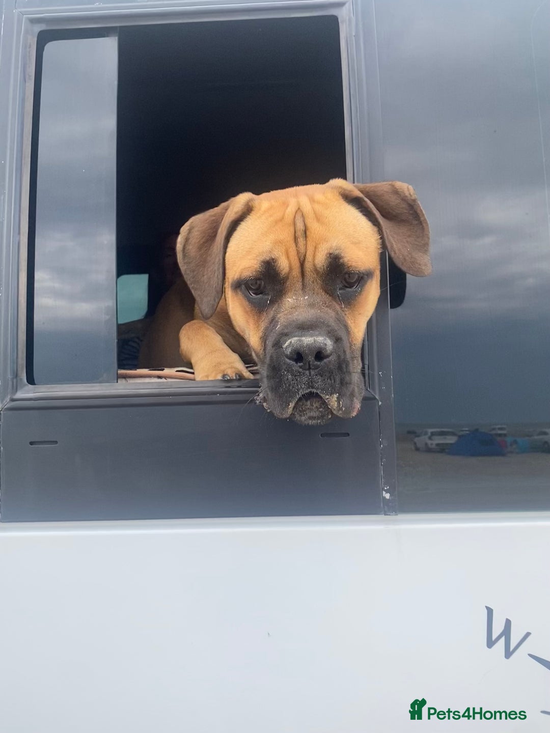 Cane Corso dogs for sale: Female cane Corso - Advert 5