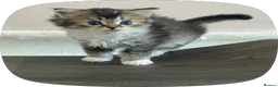 British Shorthair cats for sale: British shorthair X Scottish X ragdoll mix - Advert 21