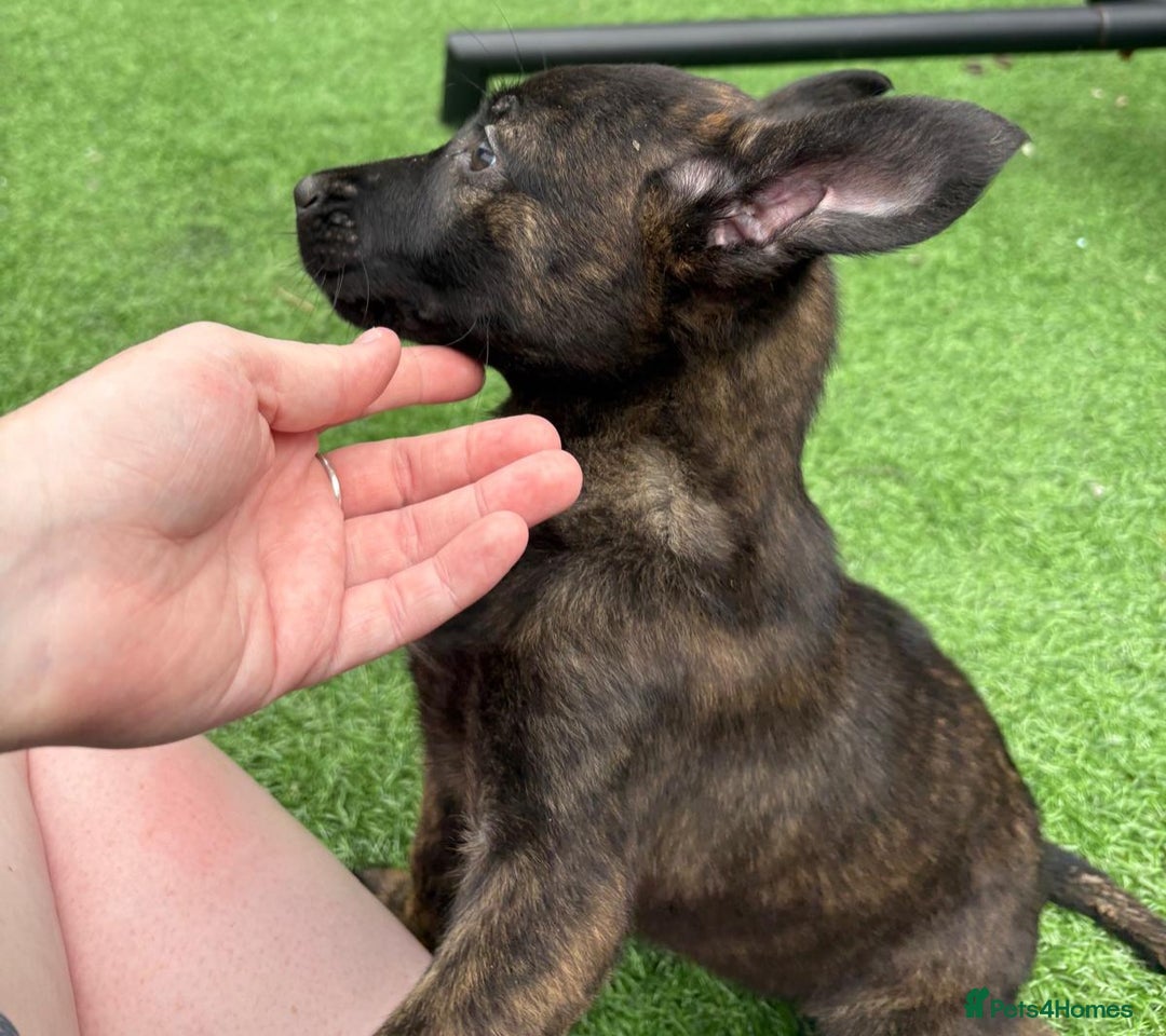 Belgian Shepherd Dog dogs for sale: Belgian malnois x Dutch sheppard puppies - Image 22
