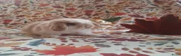Mini Lop rabbits for sale: Beautiful Mini Lop Babies Ready from 25th Oct in Darlington - Advert 5