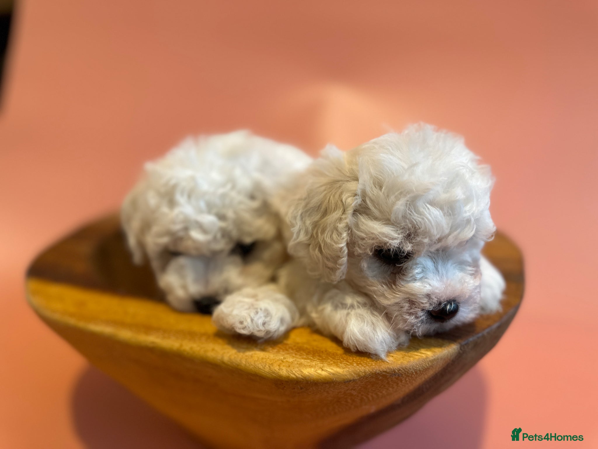 Bichon Frise dogs for sale: KC Bichon Frise Puppies Champion Bloodlines - Advert 8